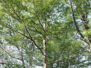 ヒメシャラ　樹皮が淡赤褐色で、薄くはがれる。