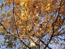 頂上付近の巨木の紅葉