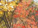 両側の自然林秋は紅葉がとても綺麗