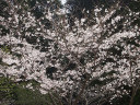 背景が黒いと桜の花が目立ちます