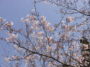 満開の桜の枝