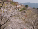 斜面に咲く爛漫の桜の花