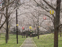 遊歩道を覆う桜の屋根