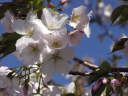 ソメイヨシノの原種、大島桜葉と花が一緒に開き、芳香がある