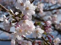 ソメイヨシノの花、咲き始めは僅かにピンク色がかっている