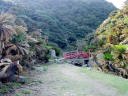 御崎神社の周りはソテツの自生地