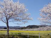 九州山脈の山並みと桜並木