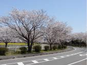 競馬場の周囲の桜並木