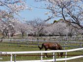 のんびりと草をはむ馬と桜