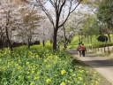花園の桜と菜の花