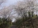 草スキー場前の桜並木