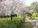 花園入り口付近の桜と菜の花
