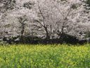 日に光る桜の花と下に桜