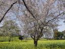 一面に咲く菜の花とそれから突き出て咲く桜