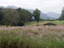 コスモス畑の向こうに九州山脈