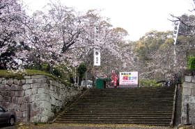 高鍋城（舞鶴城）大手門の桜