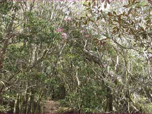 雑木の中に咲くシャクナゲ