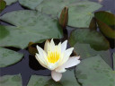 開花した蓮の花1輪