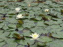 蓮の花3輪