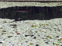 周囲の森林を映す静かな湖面1