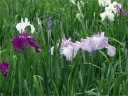薄紫と白の混ざり合った花