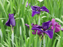 濃い紫の花