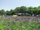 満開の時期に合わせて開かれる花菖蒲祭り琴の演奏