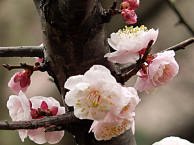 八重ピンクの梅の花