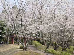 中央高台のソメイヨシノの桜並木