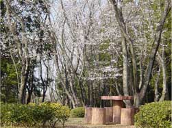 中央高台付近の桜