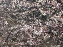 満開のソメイヨシノ桜
