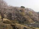 西側斜面のソメイヨシノ桜