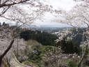 入り口広場から西側の桜の眺め