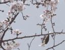 花の密を吸うウグイス