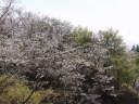 斜面の桜の風景