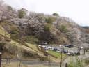 駐車場と斜面の桜