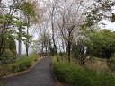 東遊歩道は山桜が多い