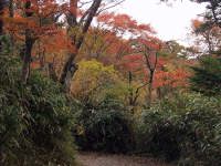 六観音御池展望台から不動池に至る遊歩道沿いに見られる紅葉
