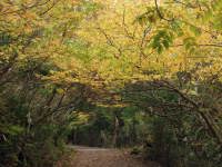 六観音御池展望台から不動池に至る遊歩道に覆う紅葉