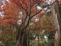 六観音御池展望台付近の遊歩道沿いにある巨木と紅葉