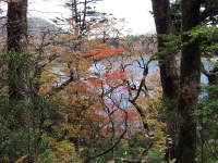 巨木の隙間から紅葉と六観音御池の湖面