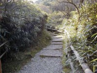 温泉に向かうクマザサの小道