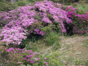 薄赤紫のミヤマキリシマの群落