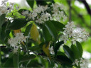 灰の木の花