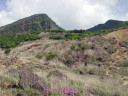 硫黄山から韓国岳のミヤマキリシマ