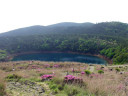 硫黄山斜面から不動池方向のミヤマキリシマ
