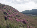 硫黄山斜面南側のミヤマキリシマ