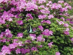 ミヤマキリシマに蝶