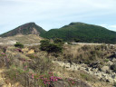 ススキヶ原付近から韓国岳方向のミヤマキリシマ