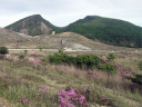 ススキヶ原付近から韓国岳方向のミヤマキリシマ４